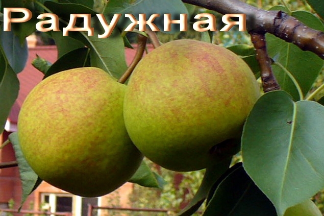 Груша Радужная