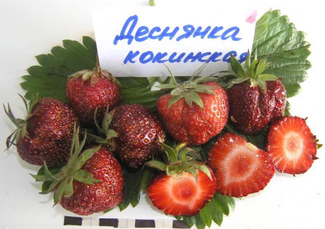 Клубника Кокинская Фото