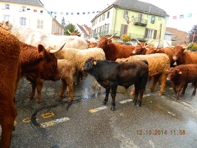 Transhumance 2014 Dscn8823