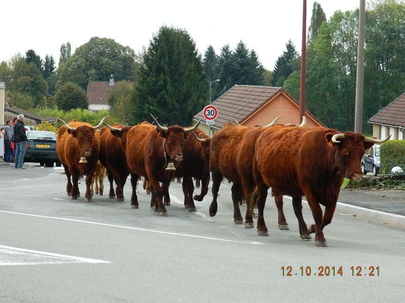 Transhumance 2014 Dscn8824