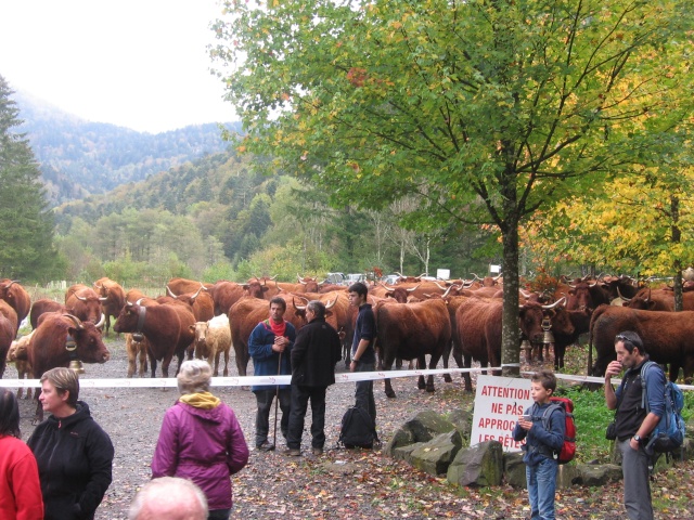 Transhumance 2014 Img_3324