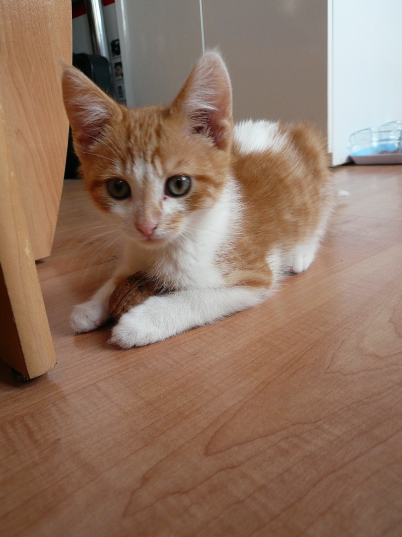 Pâtisson, chaton roux et blanc né début septembre 2014 P1120110