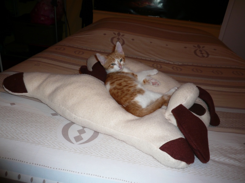 Pâtisson, chaton roux et blanc né début septembre 2014 P1120210