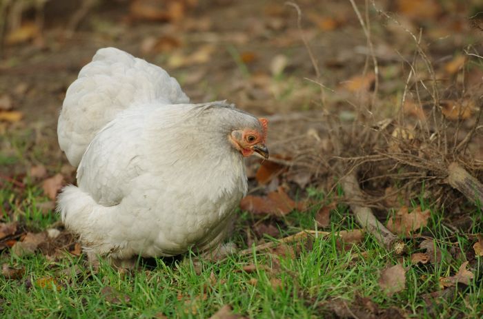 Votre avis sur mes poules "pekin" 20138716