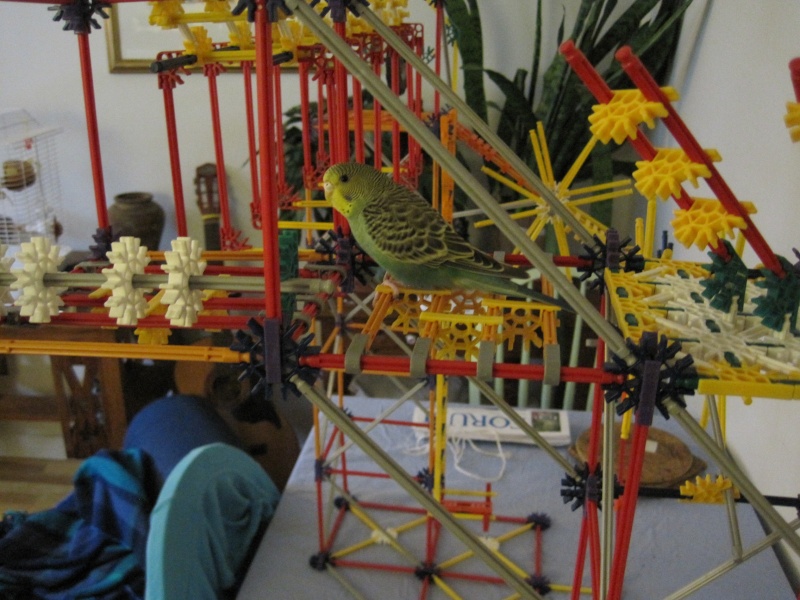 Perchoir/jeu en K'Nex Img_4212