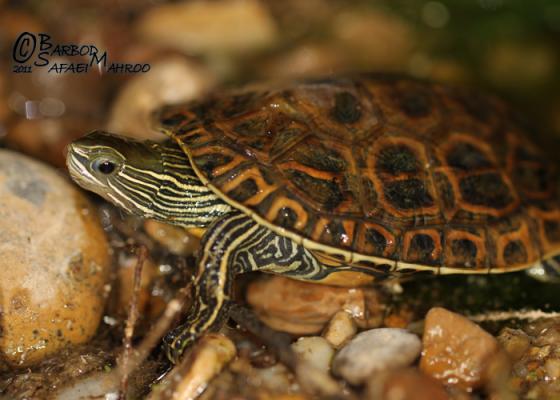 çizgili su kaplumbağası MAKALE Maurem11