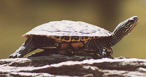 çizgili su kaplumbağası MAKALE Mete10