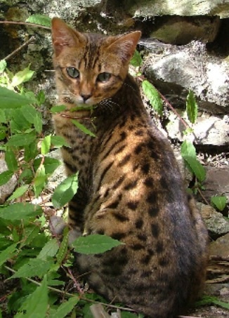 Leopardkit of Thunderclan Image13