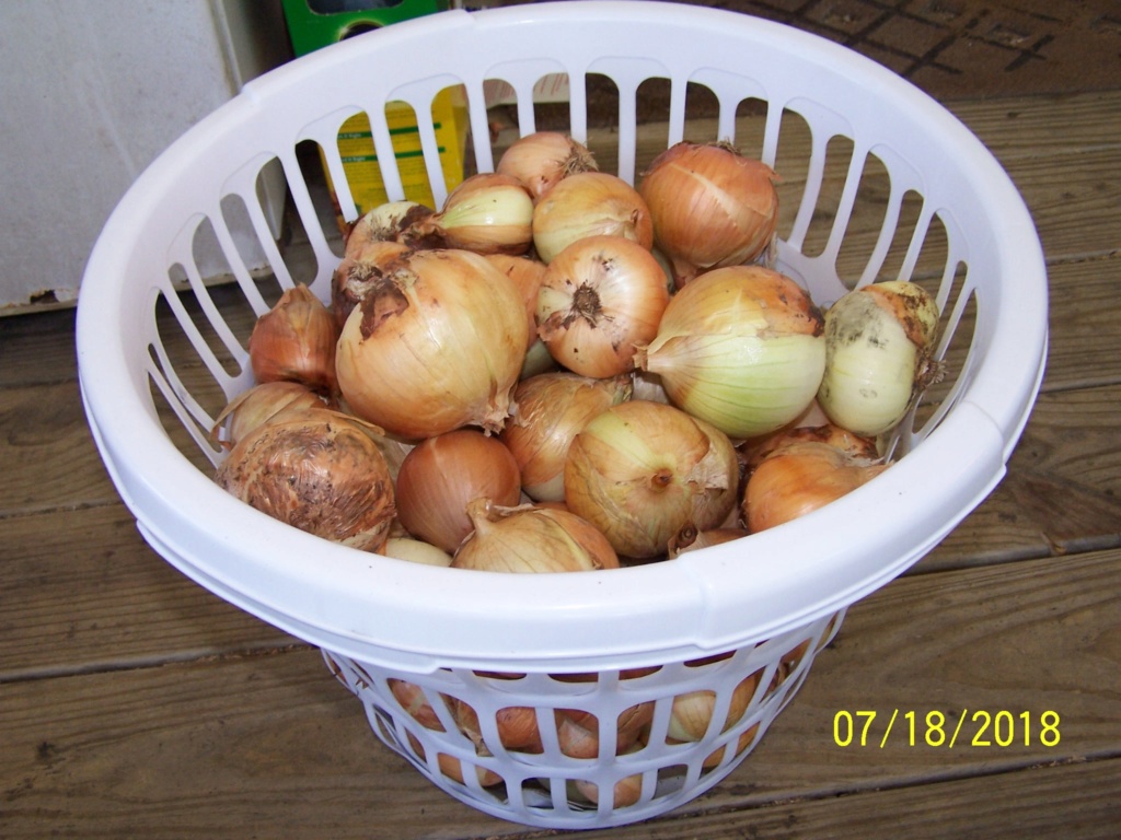 My Onion harvest 100_4017