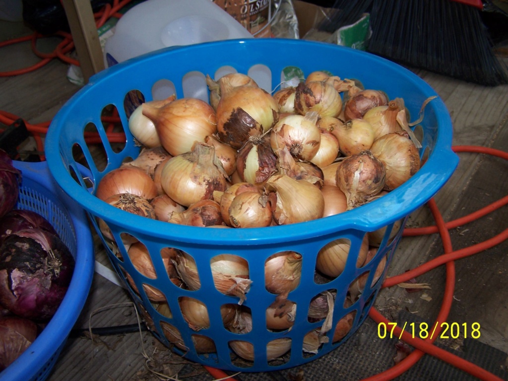 My Onion harvest 100_4018