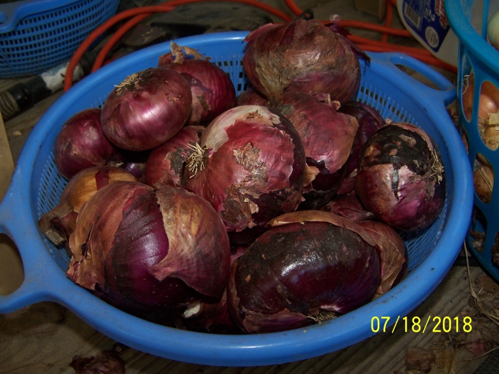 My Onion harvest 100_4019