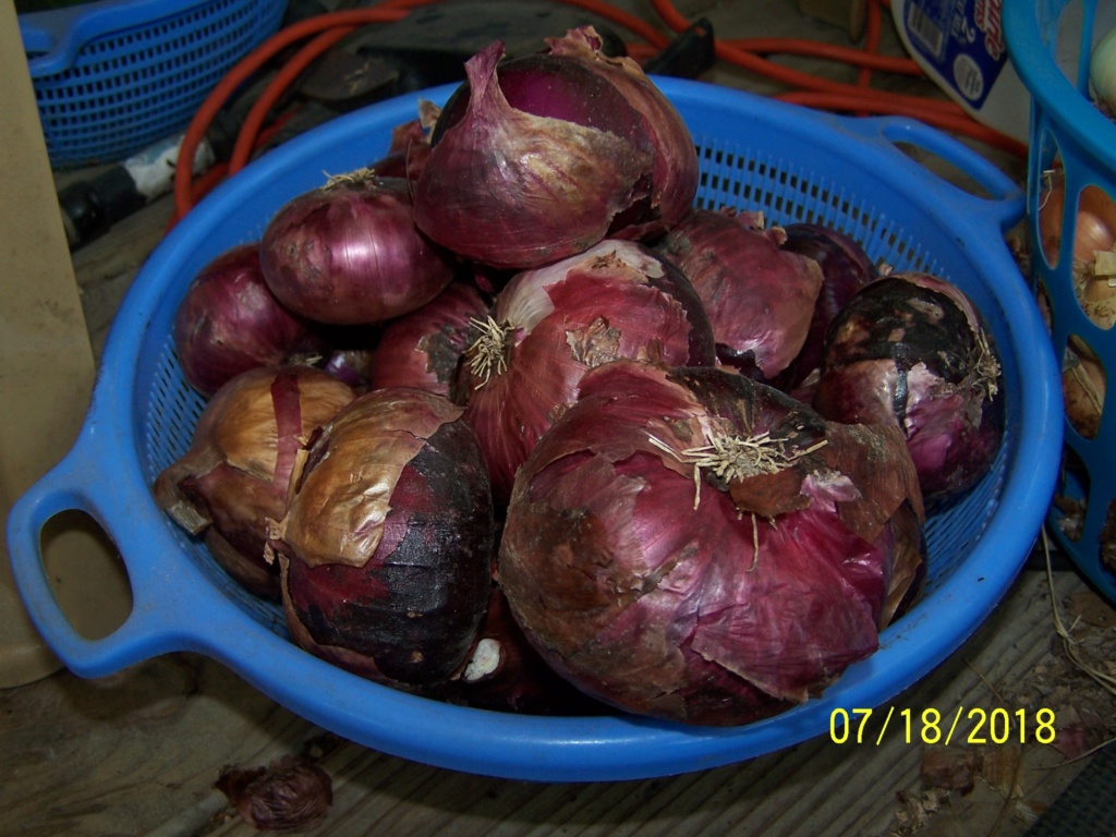 My Onion harvest 100_4020
