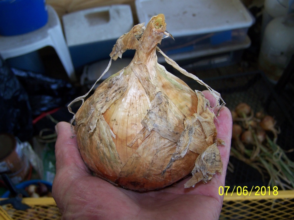 My Onion harvest Big_un10