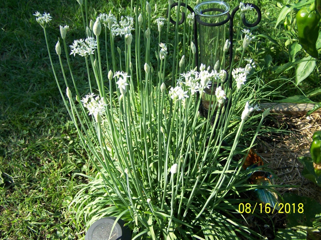 Mr. Booker's FALL garden. 2018 Garlic10