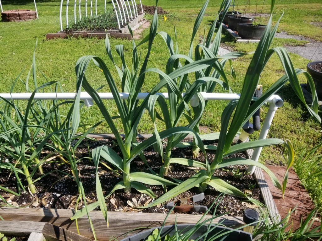 Planted store bought Garlic last fall. Garlic11