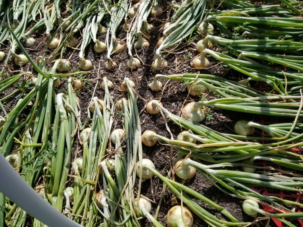 Why are my Onions falling over? New_on10