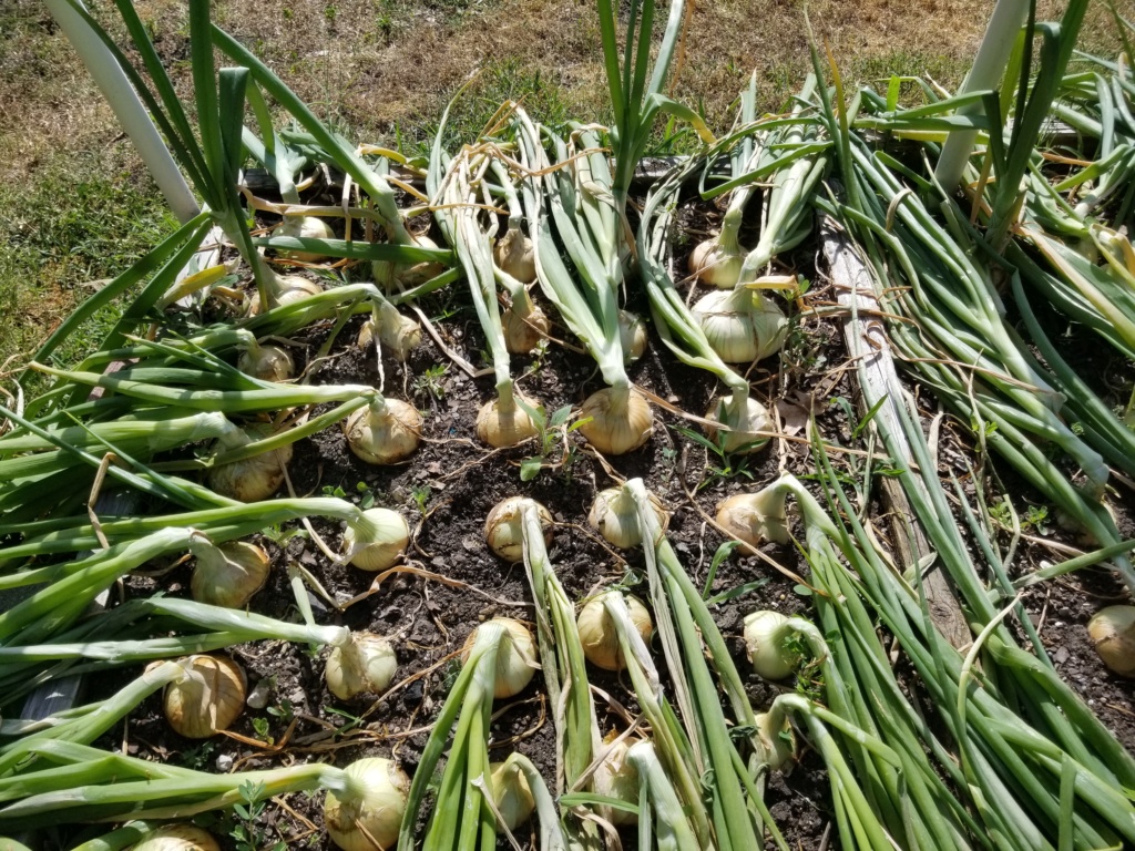 Why are my Onions falling over? New_on11