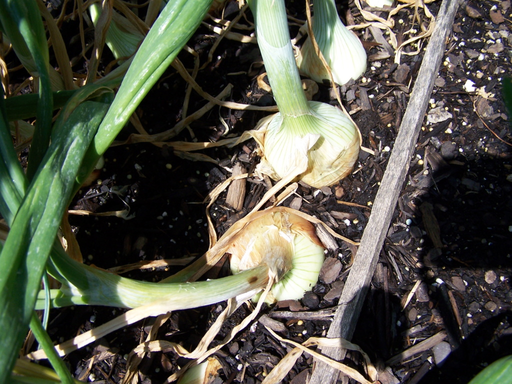 A few garden pics. Onions10