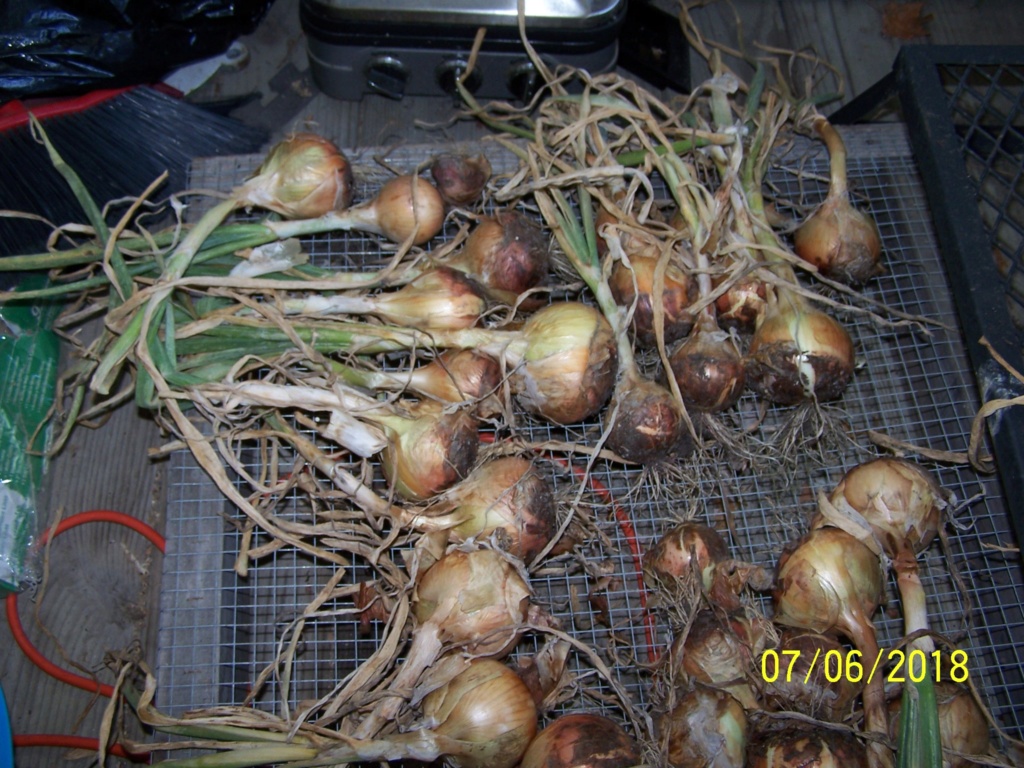 My Onion harvest Onyon210