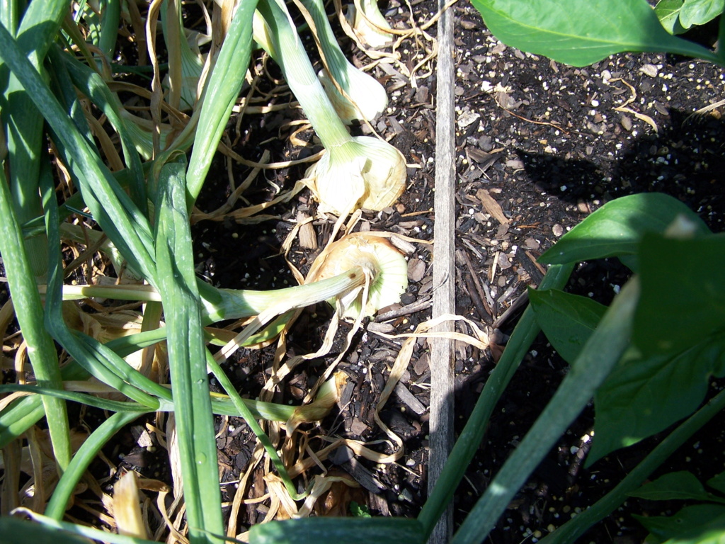 A few garden pics. Pepper11