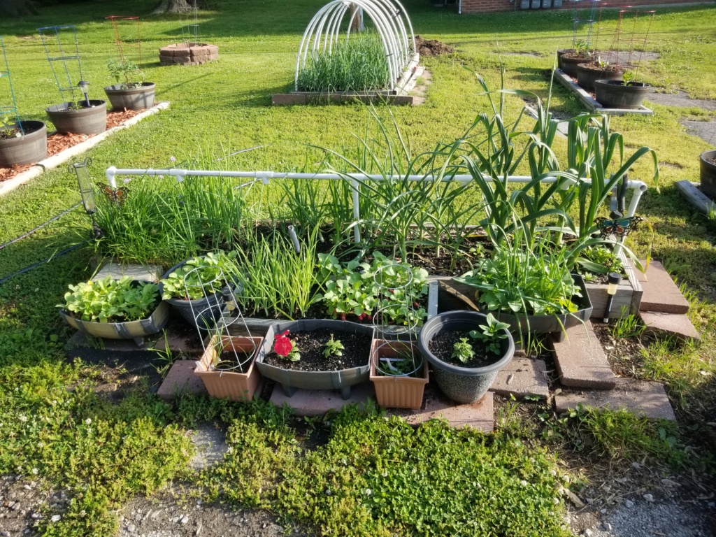 A few garden pics. Plante10