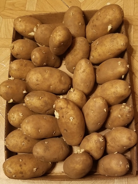 Planting Seed Potatoes vs Store bought potatoes. Potato15