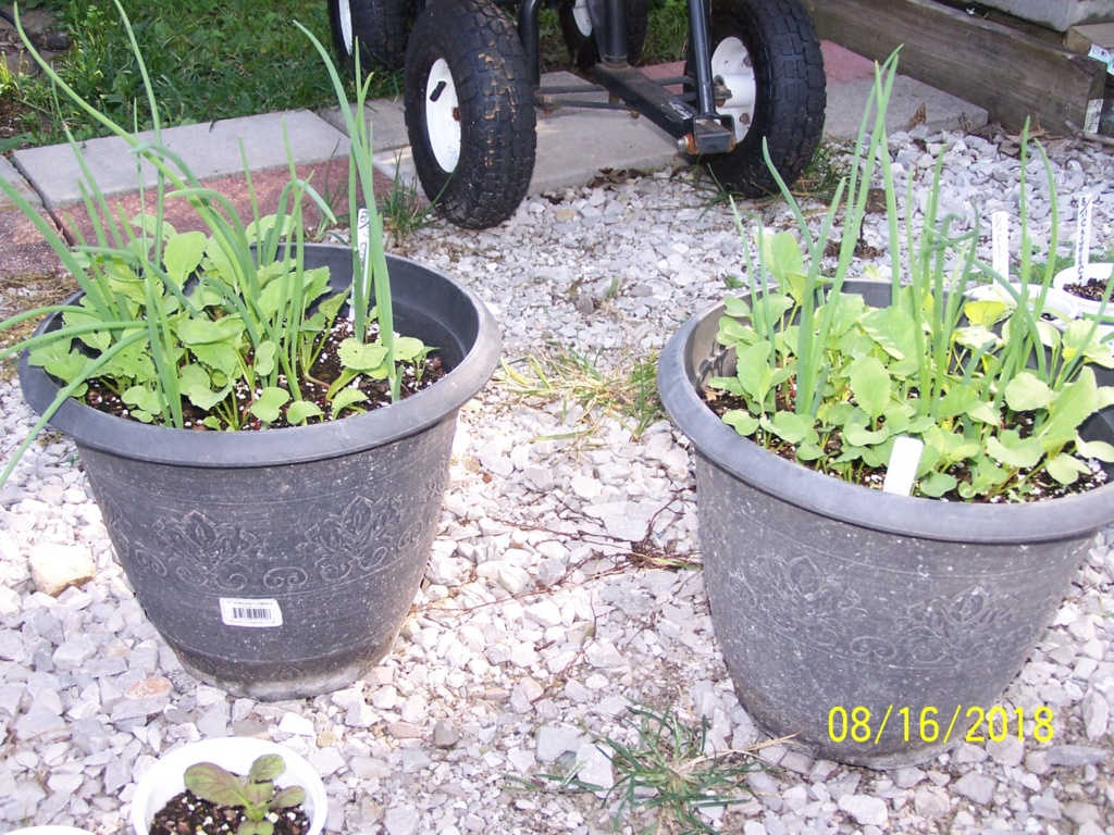 Mr. Booker's FALL garden. 2018 Salad_11