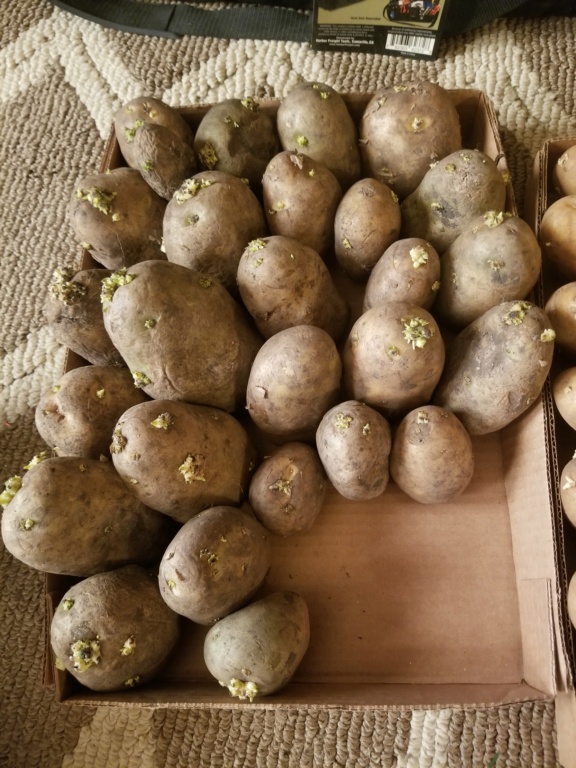 Planting Seed Potatoes vs Store bought potatoes. Seed_p10