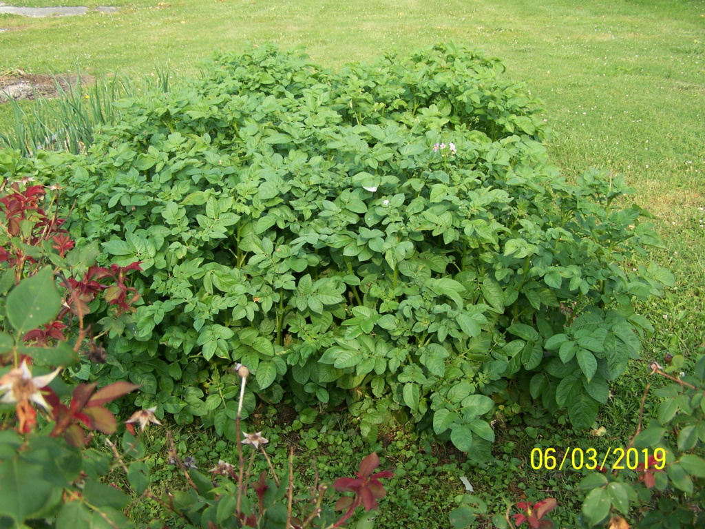 Catastrophe in my garden. Taters11