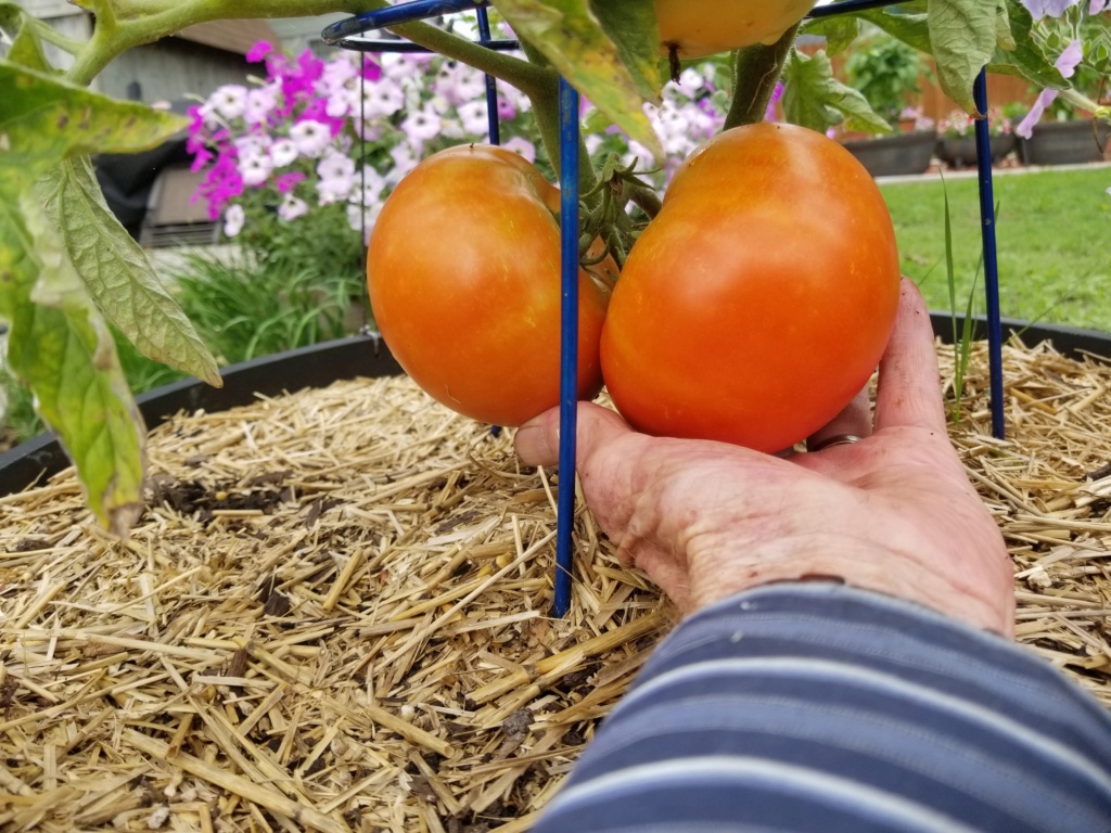 eggplant - What Have You Picked From Your Garden Today - Page 9 Tomoto10