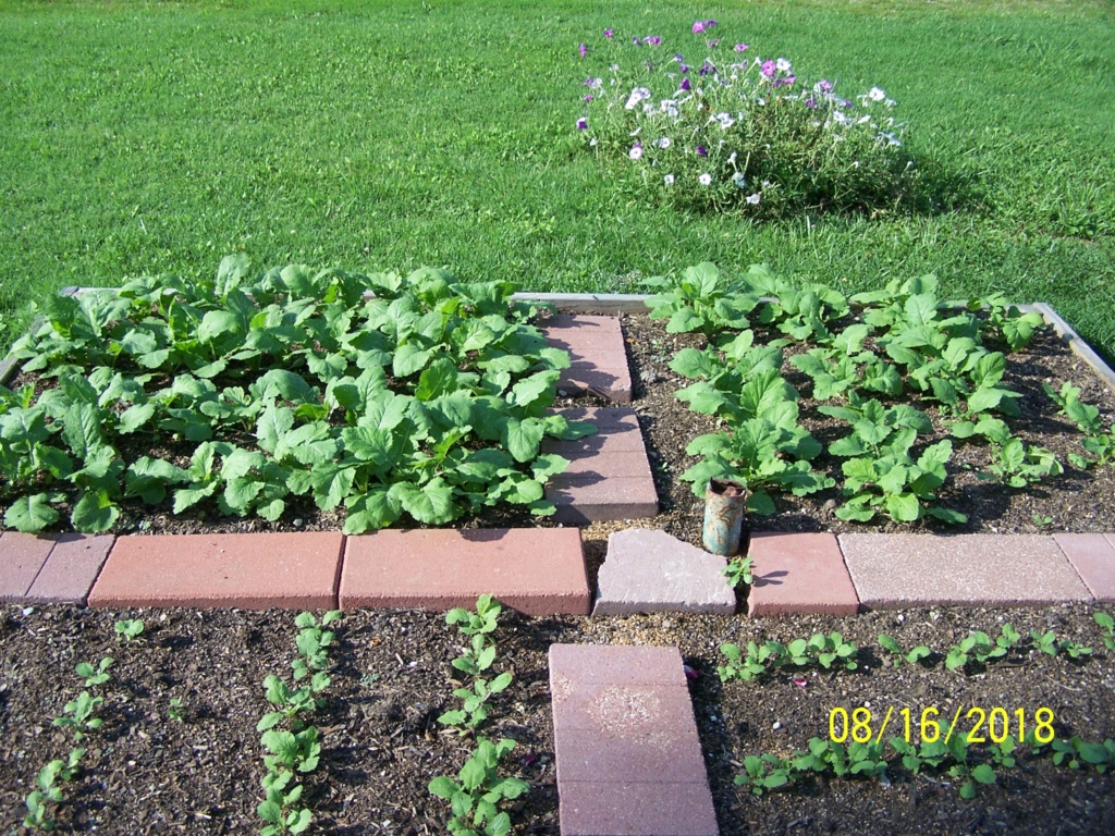 Mr. Booker's FALL garden. 2018 Turnip10