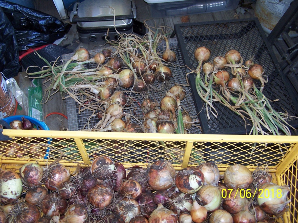 My Onion harvest Wagao210