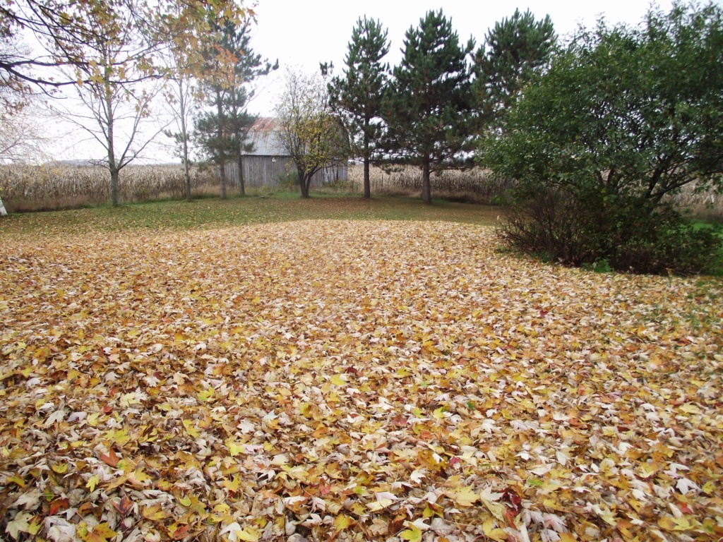 feuilles d'automne 17_oct11