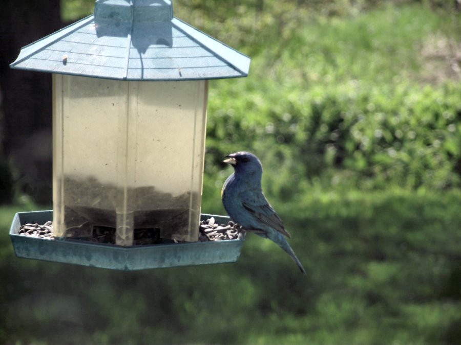 passerin Indigo Passer10