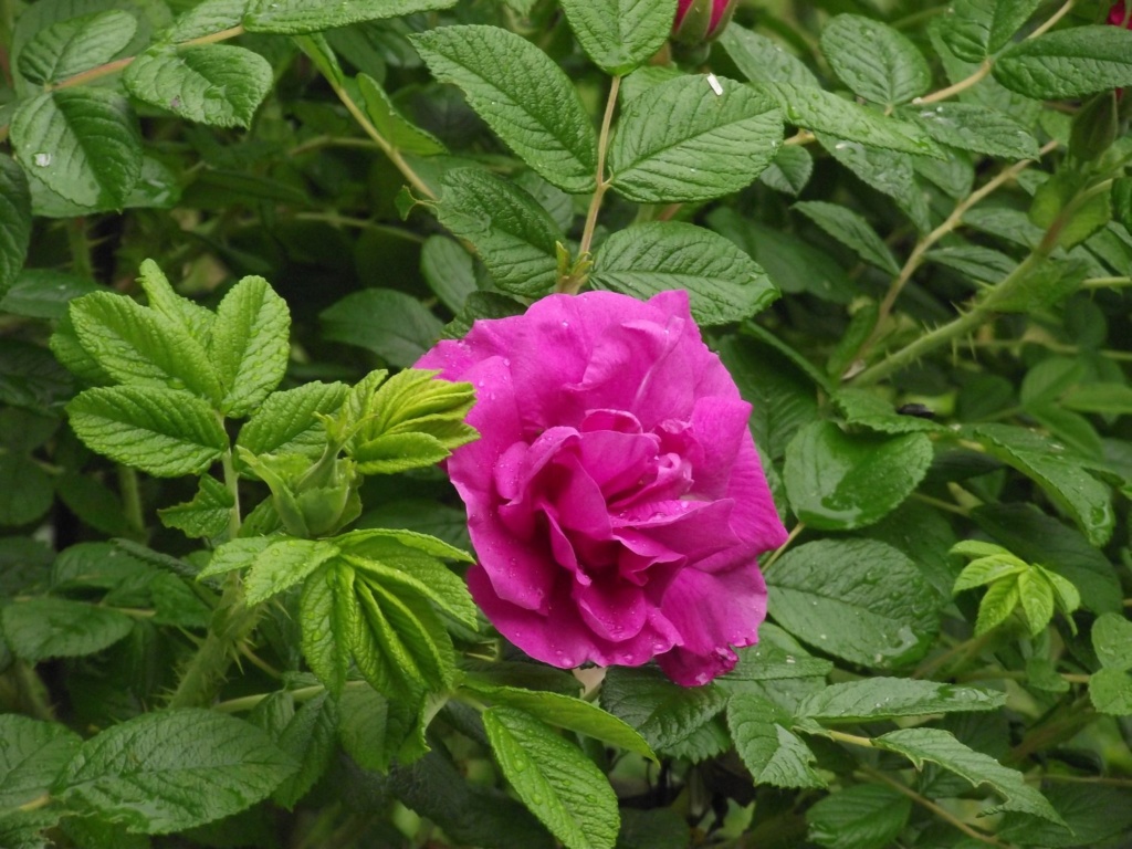 Rose  Rose-210