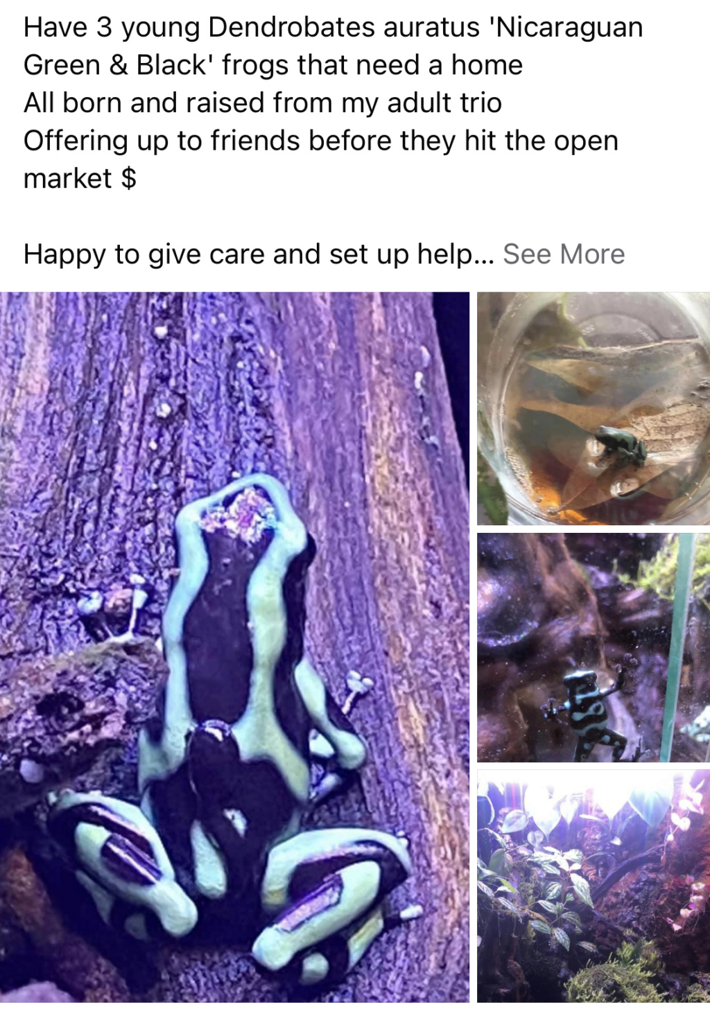 Opportunity to have Dendrobates for your own personal enjoyment. 601f0010