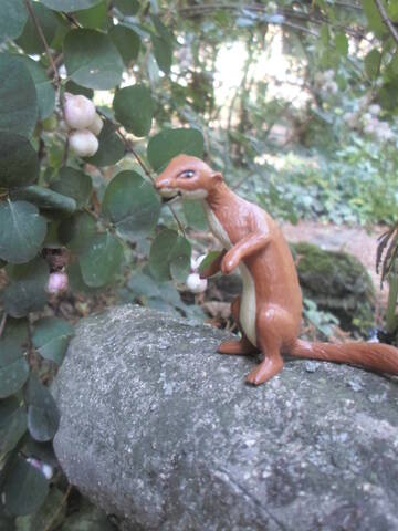 Les Animaux Du Bois De Quatsous Présentation Et Ma