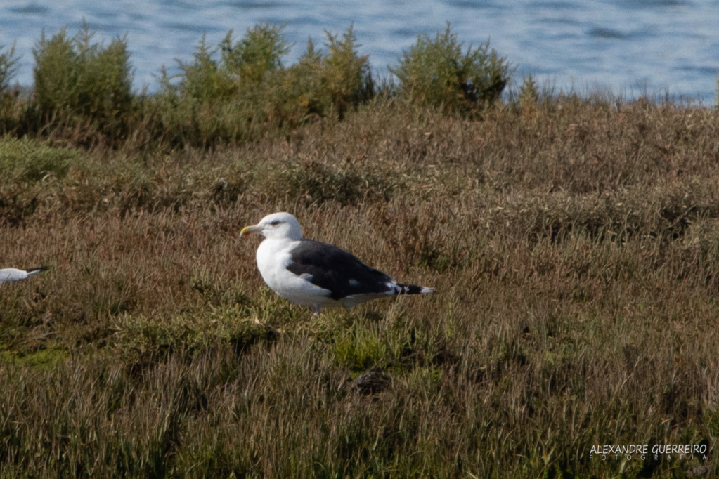 id gaivota Alvor 05/10/2019 _d711911