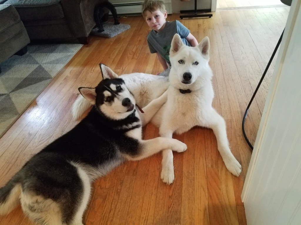Questioning if I have an Alusky. 20180510