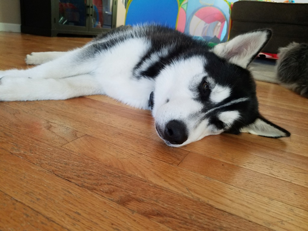 Questioning if I have an Alusky.  20180612