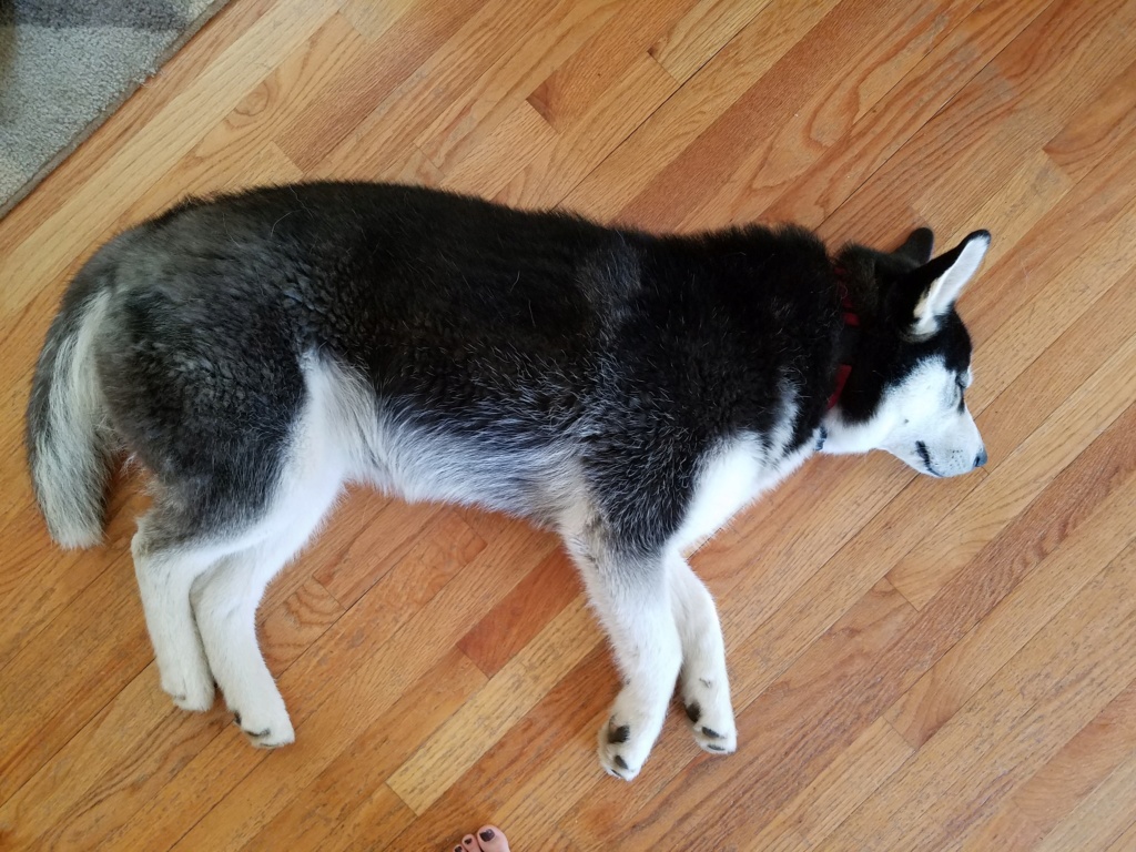 Questioning if I have an Alusky.  20180613