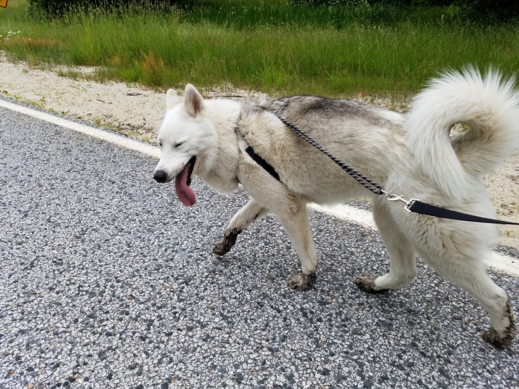 Questioning if I have an Alusky. 20180615