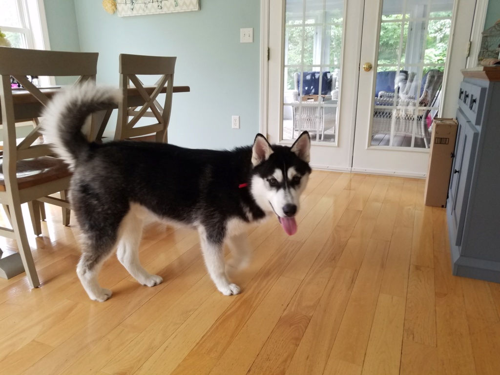 Questioning if I have an Alusky. 20180710