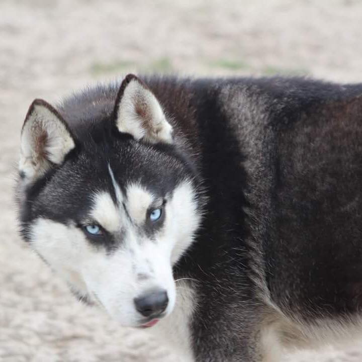 Questioning if I have an Alusky.  25507810