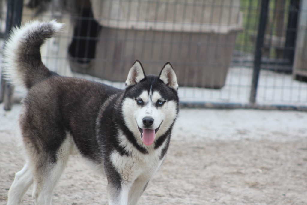 Questioning if I have an Alusky. Roman10