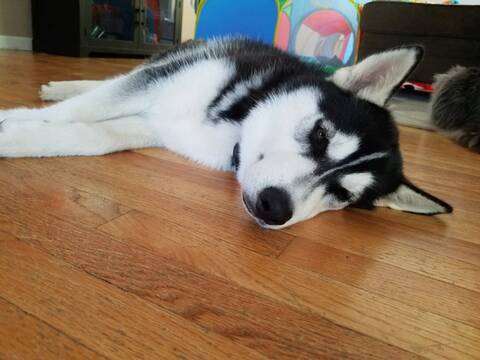Alusky price deals