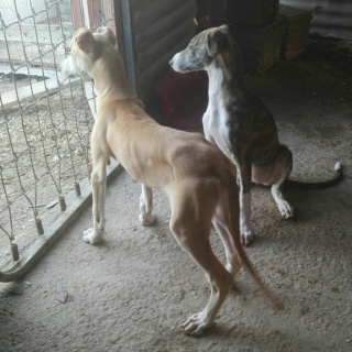 ANDALUCIA BB GALGA BEIGE.  26992710