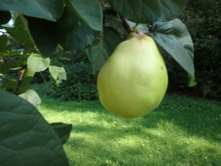 Apfel Raupe 00716