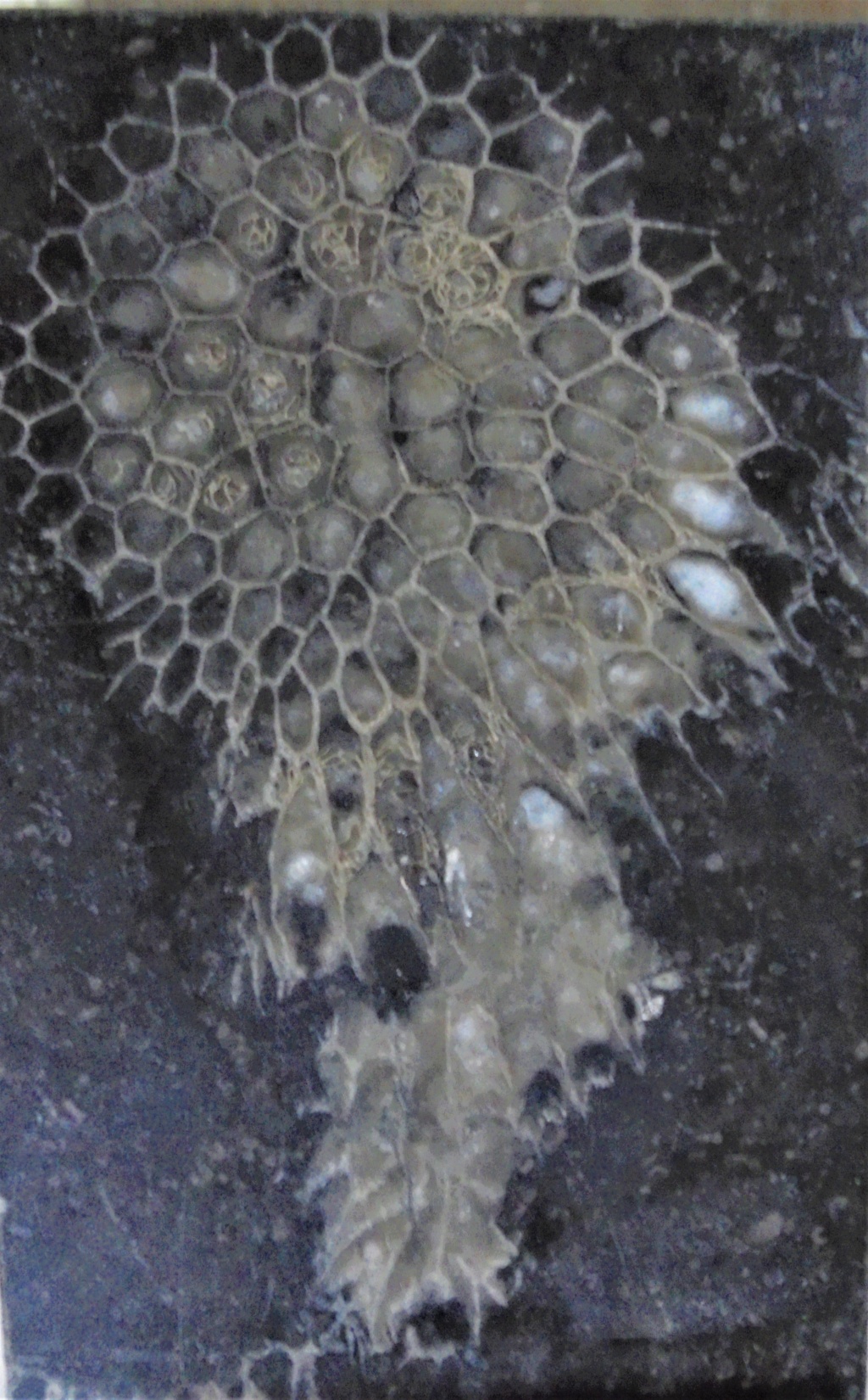 Corail genre Michelinia Dsc01414