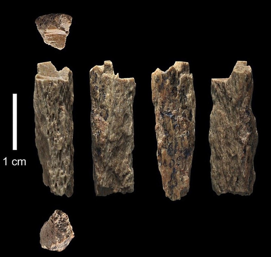 Палеонтологи нашли на Алтае гибрид неандертальца и "денисовца" Img_2035